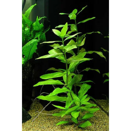 Ξύλινη γλάστρα τετράγωνη Γλάστρα τετράγωνη 28(Y) x 30 x 30εκ. ΠΡΑΣΙΝΗ ΕΚΘΕΣΙΑΚΗ