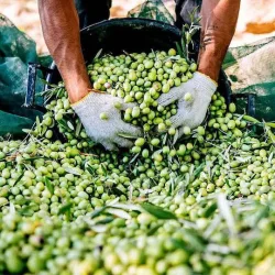 Nakayama Ελαιόδιχτο SN7100 7x12m Πυκνότητας 90gr/m²