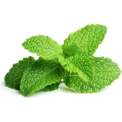 Click and Grow Σπόροι Δυόσμος Βιολογικής Καλλιέργειας 3τμχ