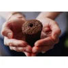 Click and Grow Σπόροι Λεβάντας 3τμχ