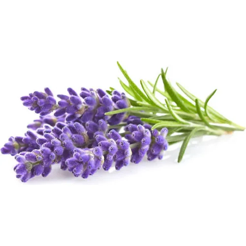 Click and Grow Σπόροι Λεβάντας 3τμχ