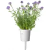 Click and Grow Σπόροι Λεβάντας 3τμχ