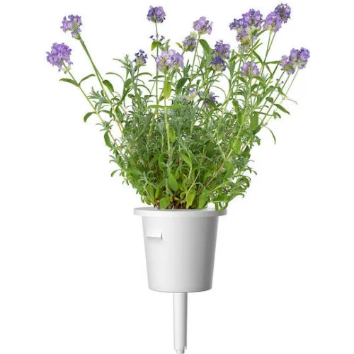Click and Grow Σπόροι Λεβάντας 3τμχ
